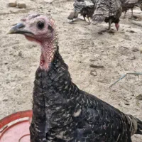 13عدد بوقلمون فروشی