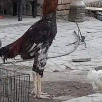 خروس لاری اصیل افغان|حیوانات مزرعه|تهران, دولت‌آباد|دیوار