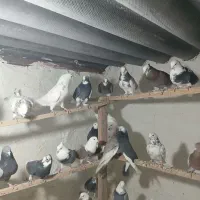 کبوتر زیبا کفتر درجه یک|پرنده|قرچک, مهدیه|دیوار