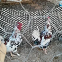 خروس گلین|حیوانات مزرعه|سمیرم, |دیوار