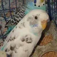 مرغ عشق|پرنده|مرودشت, تخت جمشید|دیوار