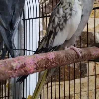 طوطی عروس|پرنده|لولمان, |دیوار