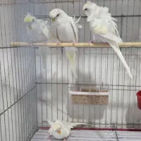 مرغ عشق پروانه ای