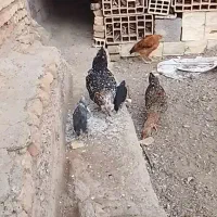 مرغ
