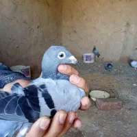 کفتر|پرنده|سربیشه, |دیوار