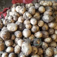 سیب زمینی سانتا ۱۴۰۲