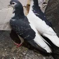 کفتر نرماده چب و راست