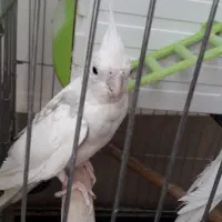 عروس هلندی کم یاب