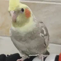 عروس هلندی|پرنده|اردکان, |دیوار