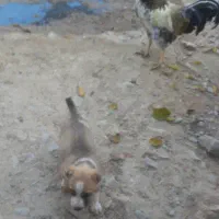 توله سگ|سگ|گرمخان, |دیوار