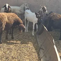 ۳عدد بز پاکستانی شکم اول|حیوانات مزرعه|اسفراین, |دیوار