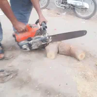 قطع درختان مزاحم|خدمات باغبانی و درختکاری|قشم, |دیوار