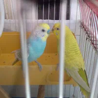 مرغ عشق