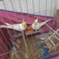 فروش عروس هلندی خرید تخم نطفه دار