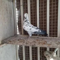 کبوتر دورگ|پرنده|اهواز, فاز ۱ پادادشهر|دیوار