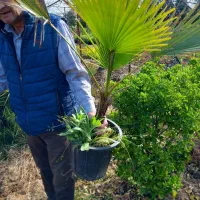 پالم گلدان ۱۰