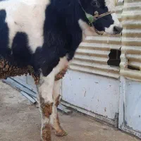 گاو هلشتاین|حیوانات مزرعه|شیروان (لرستان), |دیوار