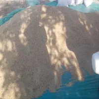 جومحلی برداشت امسال