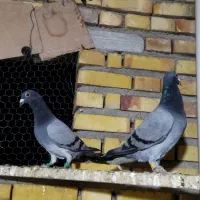 رنگی و پلاکی معاوضه هم دارم|پرنده|گنبد کاووس, |دیوار