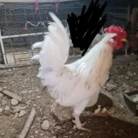فروش مرغ و خروس محلی