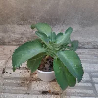 گل و گیاه طبیعی|گل و گیاه طبیعی|الوند, |دیوار