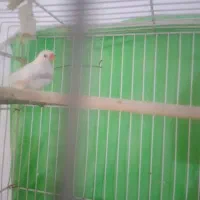 یک جفت فنچ