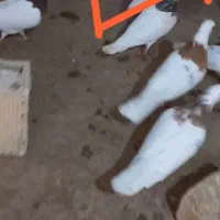 طوقی|پرنده|بستان آباد, |دیوار