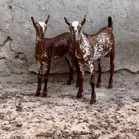 خوشگل و نا|حیوانات مزرعه|تهران, ازگل|دیوار