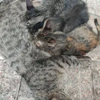 جوجه گربه پشمالو