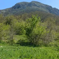 تور مشهد گردی