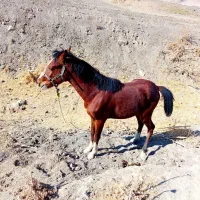 کره اسب 1 سال ونیم