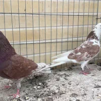 کفتر سرخ نرو ماده