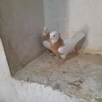 جفت طوق زرد اجری