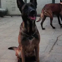 مالینویز|سگ|بومهن, |دیوار