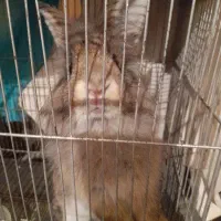 واگذاری رایگان خرگوش