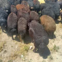بره قربانی