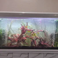 اکواریوم شرکتی ۱۵۰سانتی