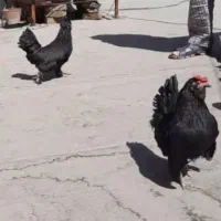 خروس و مرغ مینیاتوری رزکامپ تخم نطفه دار|حیوانات مزرعه|تهران, استاد معین|دیوار