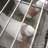 طوقی|پرنده|بسطام, |دیوار