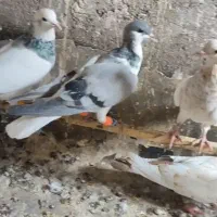 کبوتر پرنده