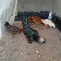 مرغ و خروس و اردک|حیوانات مزرعه|رباطکریم, رباطکریم|دیوار