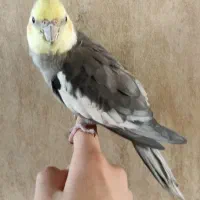 عروس هلندی و مرغ عشق نر دستی