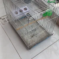 قفس غلامی سهره|لوازم جانبی حیوانات|لاهیجان, لیالستان|دیوار