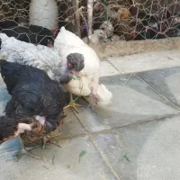 مرغ کاکلی گردن لخت