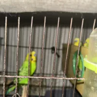 مرغ عشق|پرنده|تهران, ائمه اطهار|دیوار