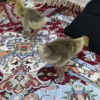 جوجه غاز بزرگ