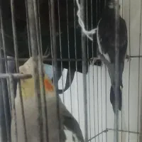 عروس هلندی نر و ماده