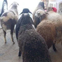 گوسفند7بره شیرمست نروماده|حیوانات مزرعه|کرج, خرمدشت|دیوار