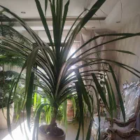 گل طبیعی بسیار بزرگ