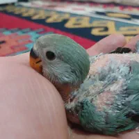 ‌‌طوطی‌برزیلی‌دستی|پرنده|الوند, |دیوار